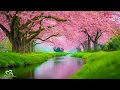 Download Lagu Kalmerende muziek voor zenuwen 🌿 helende muziek voor hart en bloedvaten, ontspanning