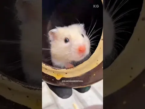 O HAMSTER sumiu!😱 #shortsviral #tidal