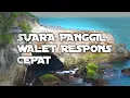 Download Lagu Viral! Suara Panggil Walet Respons Cepat