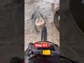 Alligator Attacks Vacuum