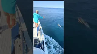 Dolphins greet us in the Bay of Biscay