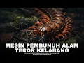 Download Lagu Ngerinya Kelabang!! Predator dengan Racun Mematikan | #alamaya