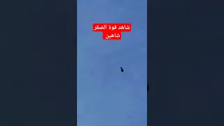 الصقر شاهين يقتل بسرعة الصوت الصقور طيور Shorts 