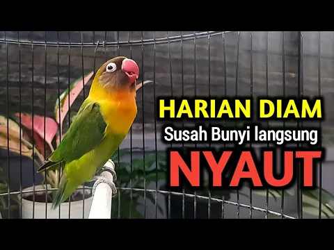 Download MP3 SUARA BURUNG LOVEBIRD NGEKEK FIGHTER FULL EMOSI, LOVEBIRD HARIAN DIAM SUSAH BUNYI LANGSUNG NYAUT