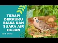 Download Lagu Terapi Burung Derkuku Biasa dan Suara Air Hujan