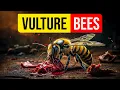 The biology of the Vulture Bee