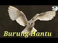 Download Lagu Suara burung Hantu yg menakutkan ( tyto alba )