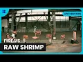 Download Lagu Can Fire Cook Shrimp in Mid-Air? and More! | Mythbusters