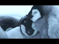 Download Lagu Baby Penguin’s First Steps | 4K UHD | Dynasties | BBC Earth