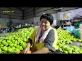Download Lagu Untung gak jadi mathi ‼️ Sulastri 15 ke kandang ayam trs Ngepak jeruk, mulai Jualan jeruk Bali.