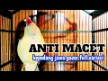 Download Lagu PANCINGAN SPONTAN‼️KEPODANG EMAS GACOR FULL ISIAN KEPODANG macet auto bunyi