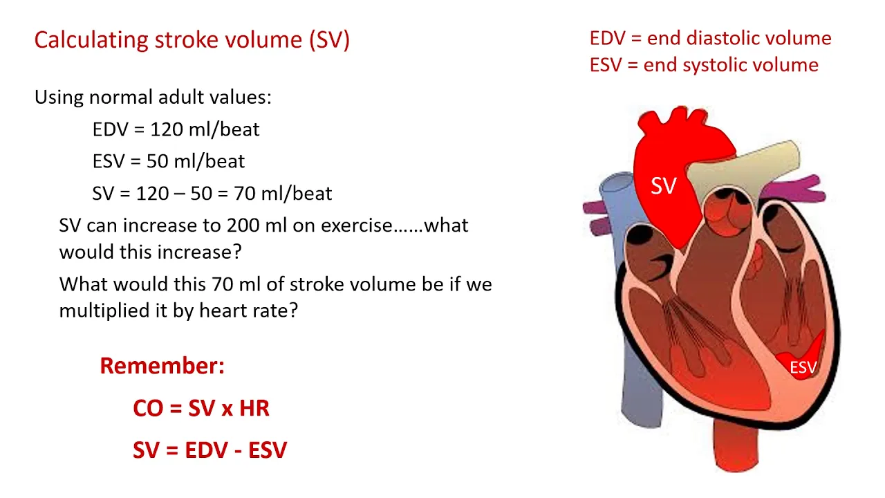 Cardiovascular physiology part 2