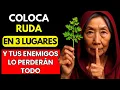 Download Lagu 3 lugares secretos donde la ruda atrae riqueza | Enseñanzas Budistas