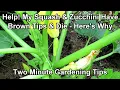 Download Lagu Identifying Male \u0026 Female Squash \u0026 Zucchini Flowers and Browning Squash \u0026 Fruit :Two Minute TRG Tips