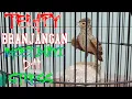 Download Lagu terapy burung branjangan untuk macet bunyi dan stress||dunia burung indo●010321
