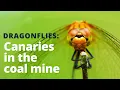 What do dragonflies eat and how do they hunt