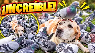 NO CREERÁS lo que hace este PERRO con las PALOMAS ➡️ Te enseño a lograrlo - OBEDIENCIA PROFESIONAL