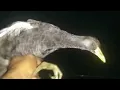 Download Lagu trik menangkap burung ayam ayaman