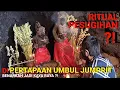 Download Lagu UMBUL JUMPRIT ADA PESUGIHAN ?! SOSOK NAGA EMAS \u0026 RATUSAN MONYET PENUNGGUNYA