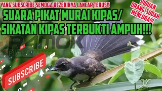 Download Suara Pikat BURUNG SIKATAN KIPAS, AUTO KUMPULLL.. MP3