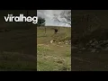 Henry the Donkey Runs Down Hill In Record Time ViralHog