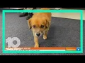 Tampa International Airport reunites a lost dog with family
