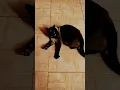 Download Lagu video kucing lucu tak dung #cats #kucing