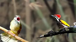 masteran kasaran terbaik katem v pelatuk masteran pelatukgacor katem