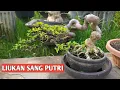Lagu Bonsai Anting Putri Dengan Liukan Ekstrem - Inspirasi Bonsai Pemula
