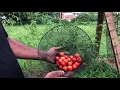 Tomato and Goat time on the Homestead