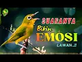 Lagu Suara Burung Paling Galak! Baru Diputar Langsung Bikin Lawan Emosi!