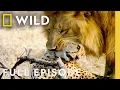 Download Lagu African Predators Fight to the Death (Full Episode) | Cat Wars: Lion vs. Cheetah | Nat Geo Animals