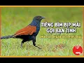 Suara Panggilan Kawin Coucal Betina Terbaik 🎯 untuk Memikat/Memancing 100% Efektif