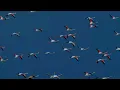 Eric Clapton - Knocking On Heaven's Door