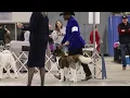 Bengal Champion American Akita Dam Apexx Blazing Bengal Apexx Akitas New Jersey