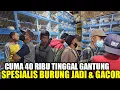Download Lagu BURUNG HARGA 40 RIBU RASA BURUNG JUTAAN, BURUNG GACOR SUDAH BUNYI BUKAN BURUNG BISU