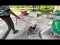 SLO County Animal Services volunteers take dogs out of the shelter for the day
