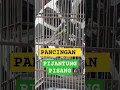 Download Lagu 100% Nyaut Pancingan Pijantung Pisang Agar Bunyi #shortviral #fyp