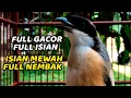 Download Lagu MASTERAN CENDET GACOR SUARA 100% AMPUH UNTUK PANCINGAN CENDET APAPUN AUTO NYAUT BUNYI GACOR DOR