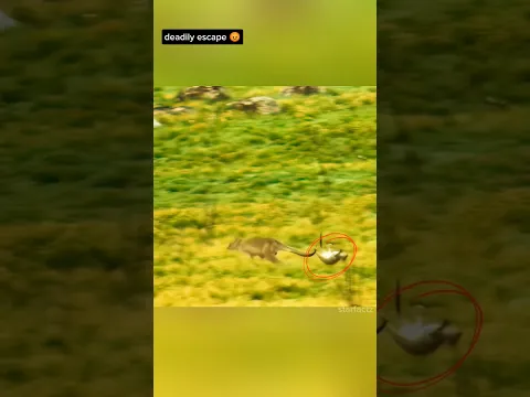 Kangaroo Kid का Mastermind Escape 🏃‍♂️🔥