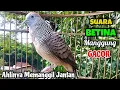 Perkutut BETINA GACOR Memanggil JANTAN || The female turtle dove calls the male