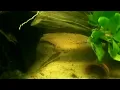 Download Lagu Pangio kuhlii - Coolie loach - Indische modderkruiper - Kuhli Loach