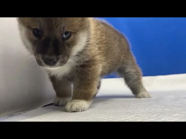 動画