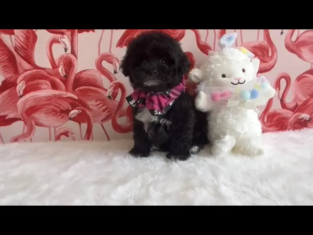 動画