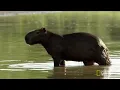 A Capybara Family's Day at Play | Deadly Game