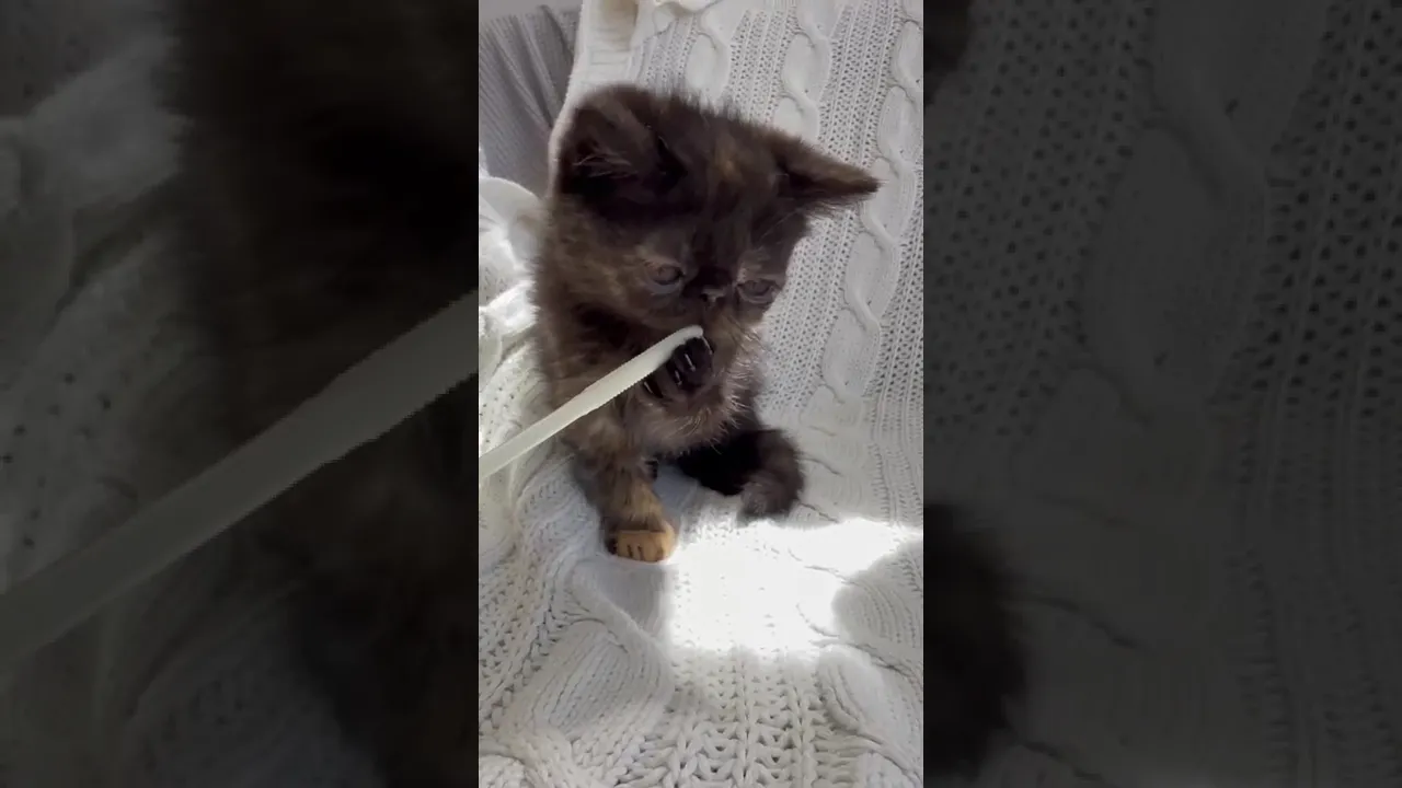 動画