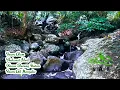 Download Lagu Mendengar Sholawat Nabi di Iringi Suara Alam, Kicau Burung