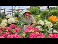 Top 7 Deer Resistant Perennials