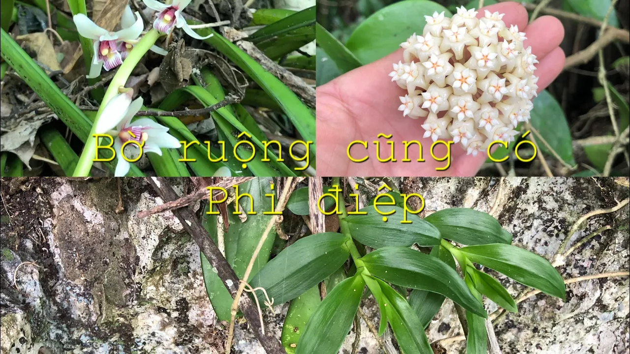 Đi tìm Lan rừng/ gặp phi điệp tím ngay bờ ruộng