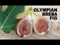 Download Lagu Olympian Breba Fig Tasting